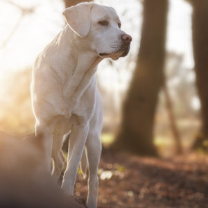 Il profilo tipo del cane con artrosi