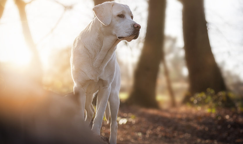 Il profilo tipo del cane con artrosi