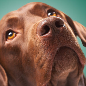 Settembre: mese del dolore animale