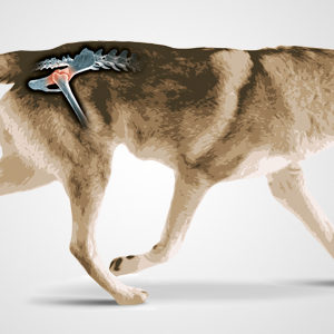 Una giornata dedicata al cane displasico