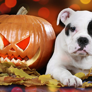 Ad Halloween attenzione speciale ai nostri quattro zampe