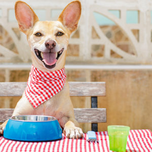 I ristoranti italiani pet-friendly