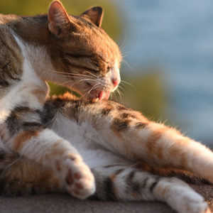 PEA-um nel gatto allergico al Master di Dermatologia di Milano