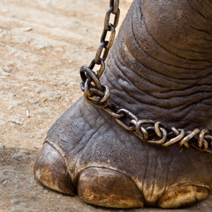 A Natale il circo senza animali