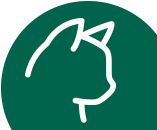 gatto