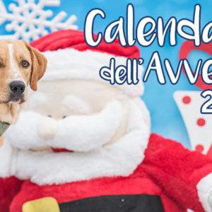 Cani e gatti sfortunati. È Natale anche per loro!