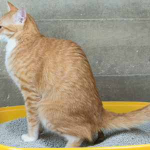 Cistite del gatto? Tutta colpa dello stress
