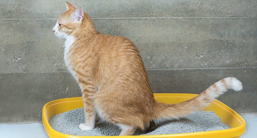 Cistite del gatto? Tutta colpa dello stress