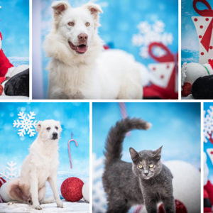 Calendario dell’Avvento: oltre 2000 pasti donati a cani e gatti sfortunati.