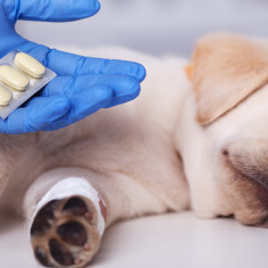 Una task force contro l’abuso degli oppioidi in veterinaria