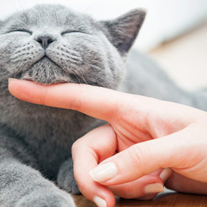 Un giorno tutto per gatti