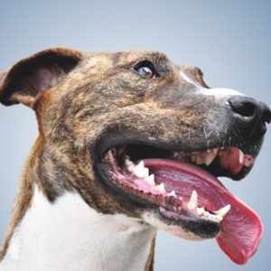 Salute orale di cani e gatti: dall’America nuove linee guida veterinarie
