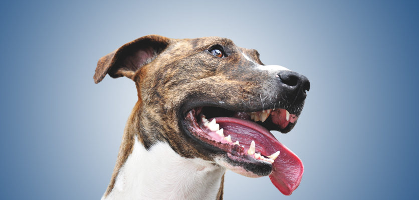 Salute orale di cani e gatti: dall’America nuove linee guida veterinarie