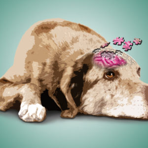 Demenza senile nel cane: il vero e il falso