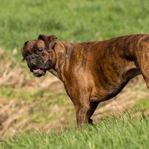 Osteoartrite del ginocchio: più grave nel Boxer