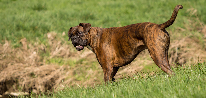 Osteoartrite del ginocchio: più grave nel Boxer