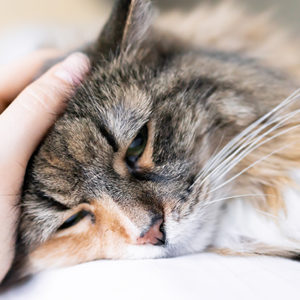 Malattia renale cronica del gatto nella pratica di base