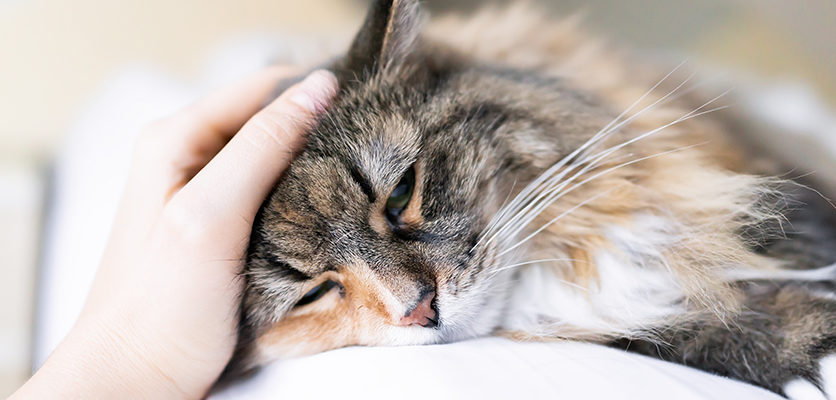 Malattia renale cronica del gatto nella pratica di base