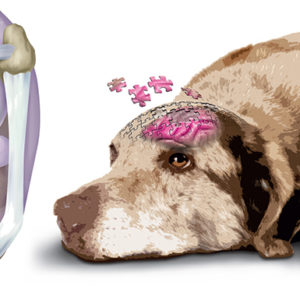 Inflammaging: dolore e psiche nel cane anziano