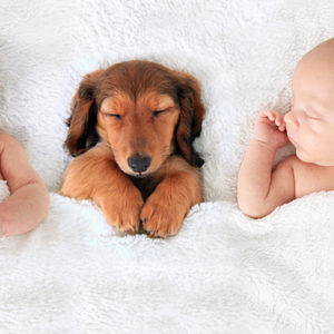 Il cane: uno scudo contro le allergie alimentari