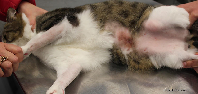 PEA-um nella dieta del gatto allergico: un nuovo studio controllato