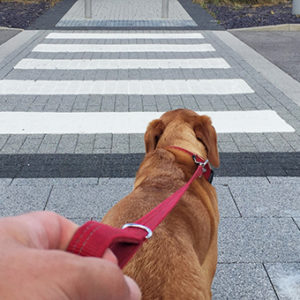 Se cani e gatti restano in città…