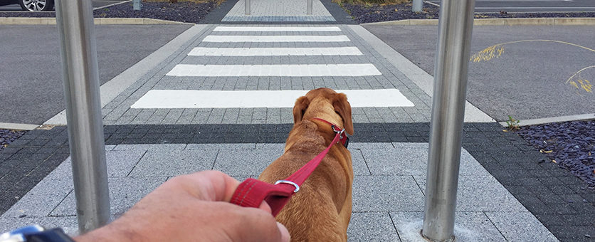 Se cani e gatti restano in città…