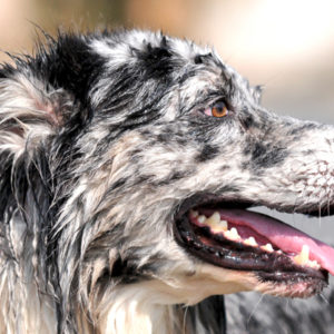 Cardiopatie nel cane: dalla bocca al cuore il passo è breve
