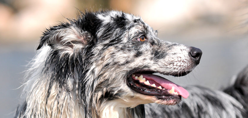 Cardiopatie nel cane: dalla bocca al cuore il passo è breve