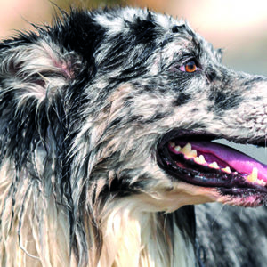 Un’alga del mare del nord migliora la salute orale del cane