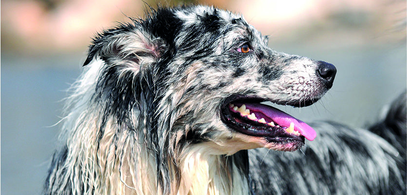 Un’alga del mare del nord migliora la salute orale del cane