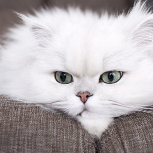 I talloni di Achille del gatto Persiano