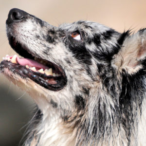 Valutare il dolore alla bocca di cani e gatti