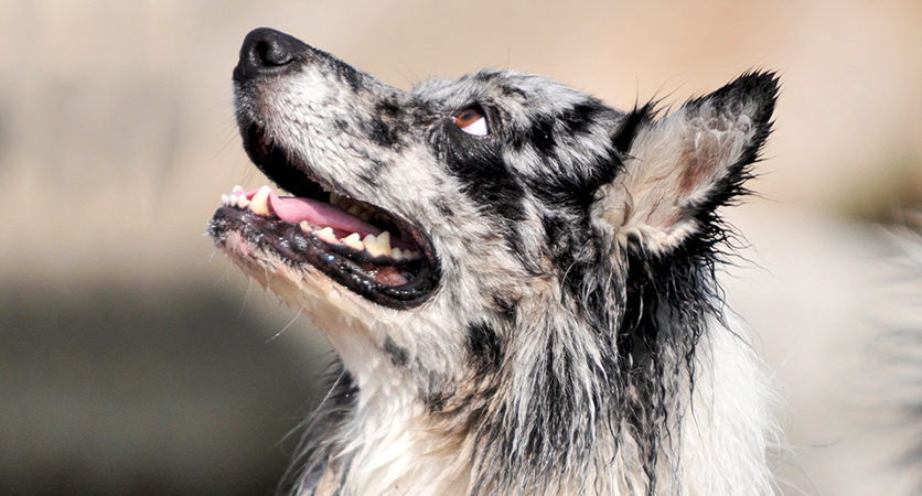 Valutare il dolore alla bocca di cani e gatti