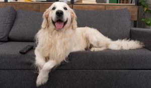 Golden Retriever sul divano