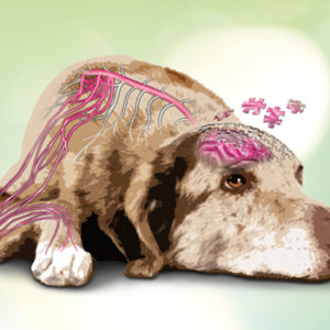 Senior Winter Tour: un ciclo di eventi dedicato al cane anziano