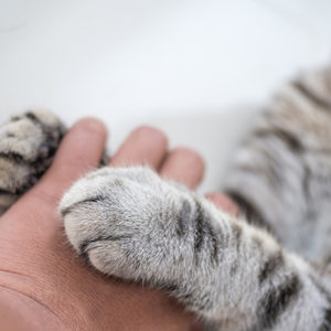 Non è vero che i gatti non amano i loro proprietari