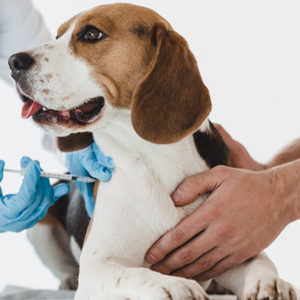 Dall’America le nuove linee guida di salute per cani di ogni età