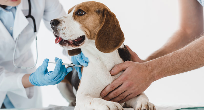 Dall’America le nuove linee guida di salute per cani di ogni età