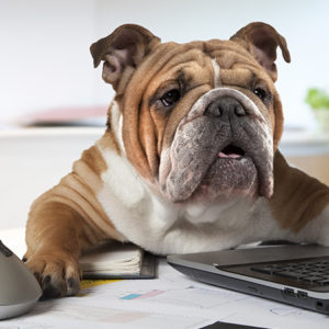 Il cane in ufficio è un’ottima idea!