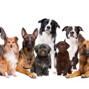 Quanti anni ha il tuo cane? Te lo sveliamo noi