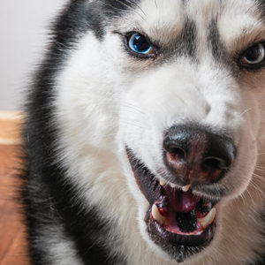 I problemi comportamentali dei cani atopici