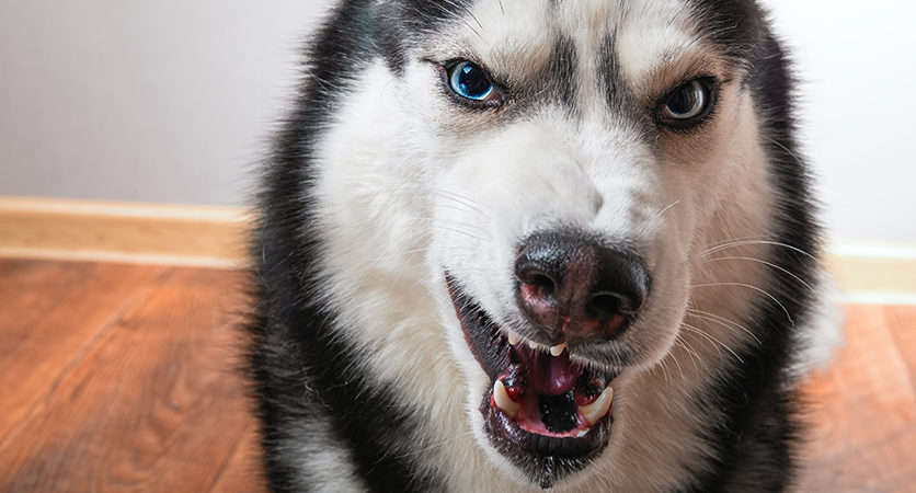 I problemi comportamentali dei cani atopici