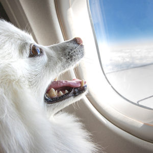 Paura di volare? Con un cane accanto ti passa!