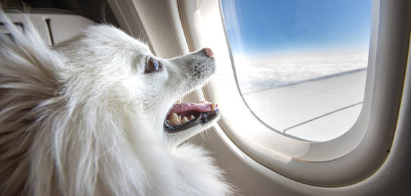 Paura di volare? Con un cane accanto ti passa!