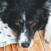 Cani e gatti nella finanziaria 2020, un piccolo regalo di Natale
