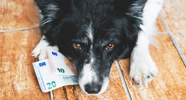 Cani e gatti nella finanziaria 2020, un piccolo regalo di Natale