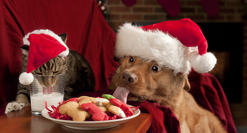 Cani e gatti, Babbo Natale viene anche per loro