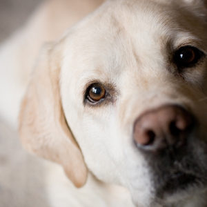 Dolore articolare del cane: nessuno dovrebbe soffrire in silenzio!