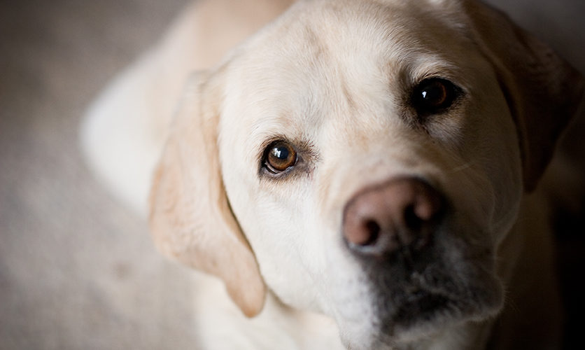 Dolore articolare del cane: nessuno dovrebbe soffrire in silenzio!